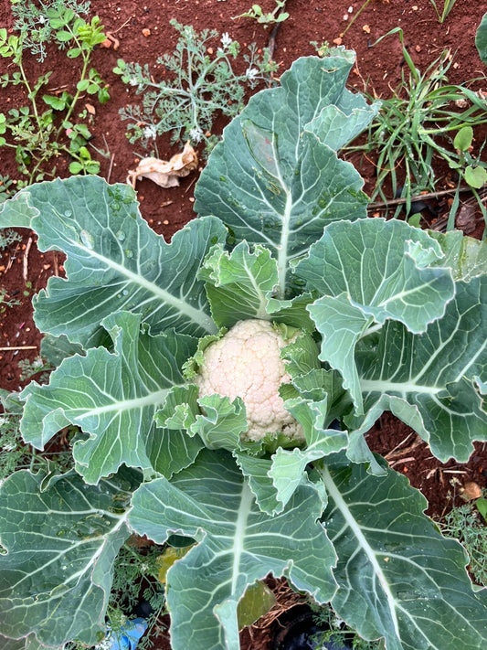 Small cauliflower
