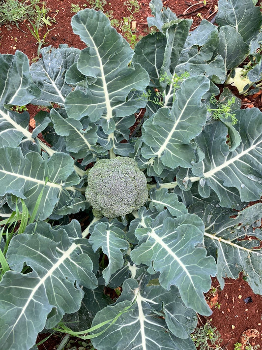 Broccoli