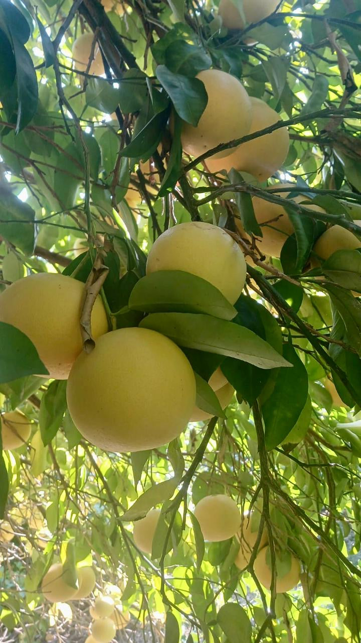 Pomelo per 1Kg