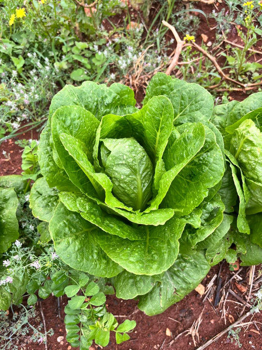 Lettuce per bunch