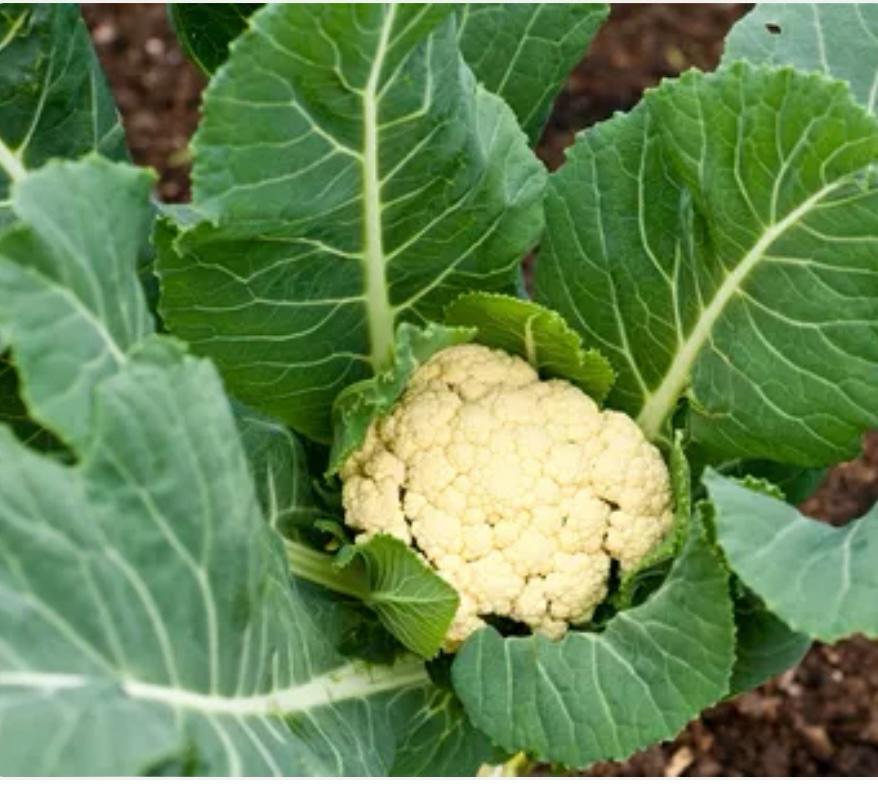 Cauliflower