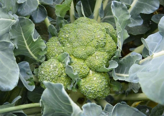 Broccoli per 1Kg