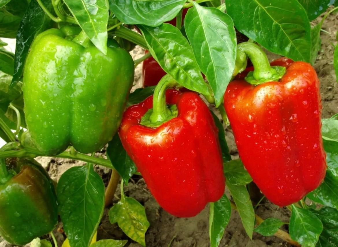 Bell Pepper per 1Kg