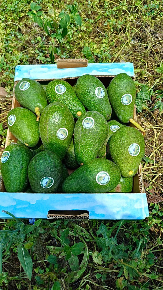 Avocado Ettinger per 1Kg