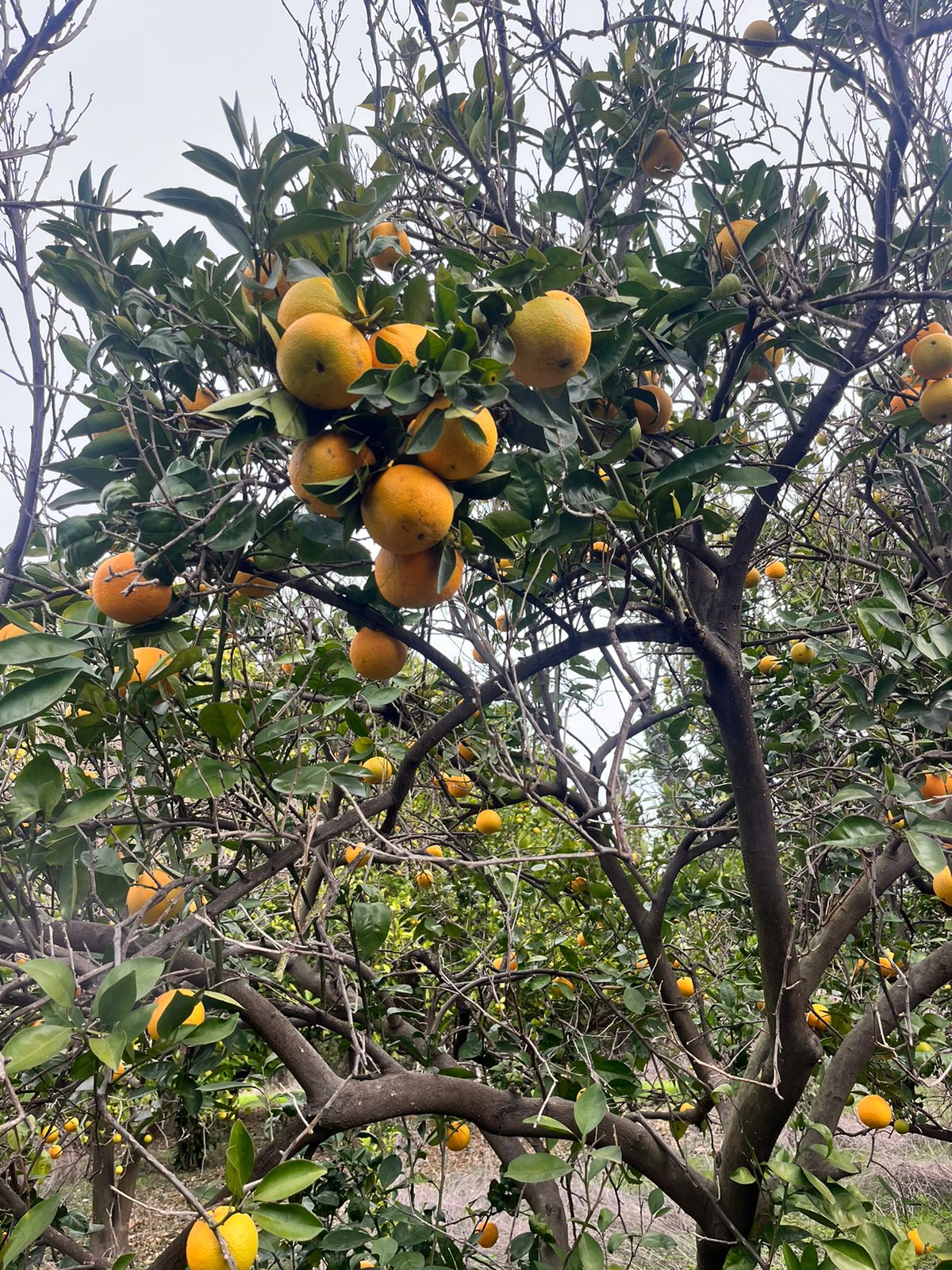 Small Oranges for Juice per 1Kg