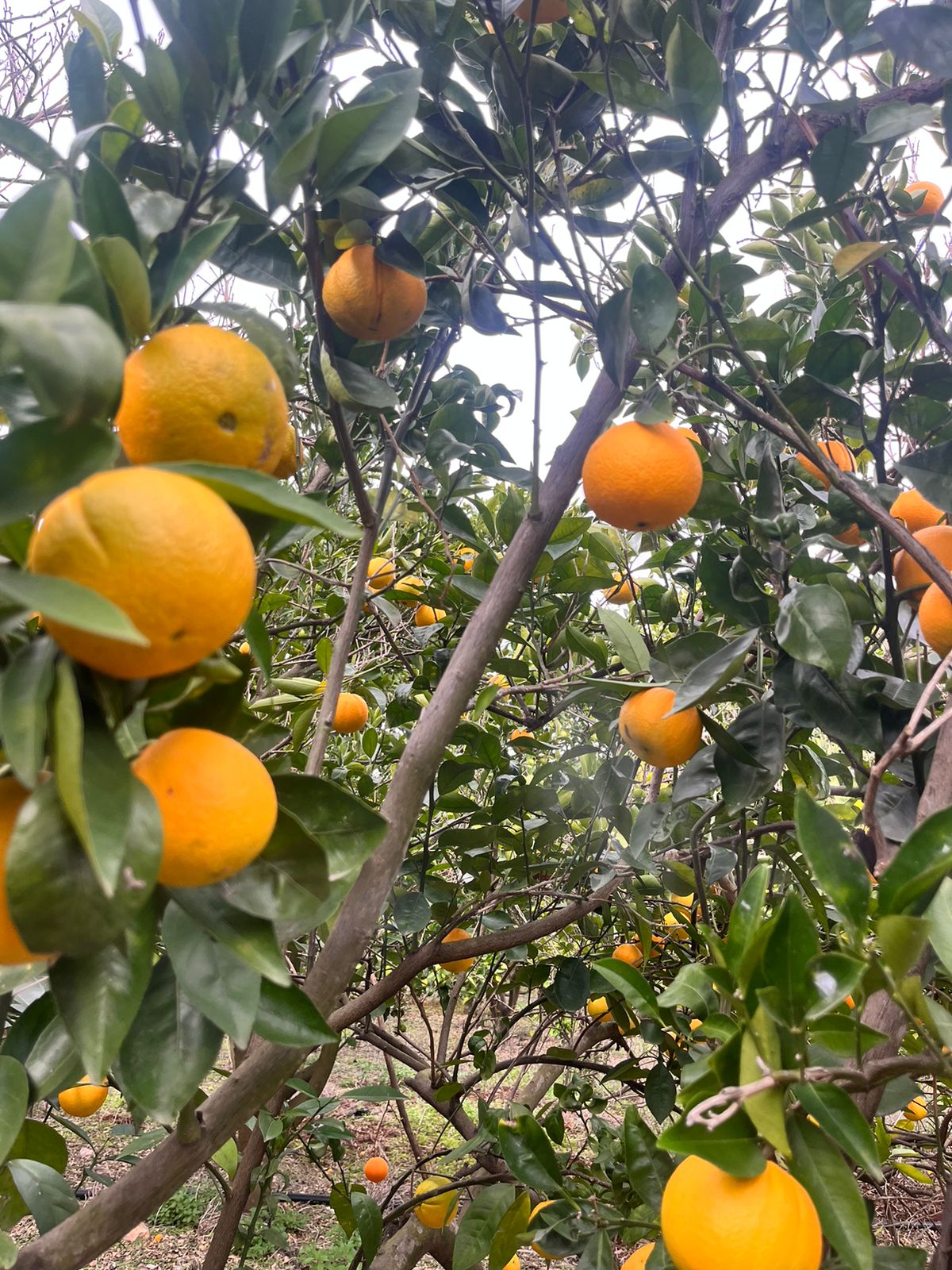 Small Oranges for Juice per 1Kg