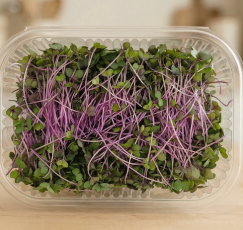 Red Cabbage Microgreens