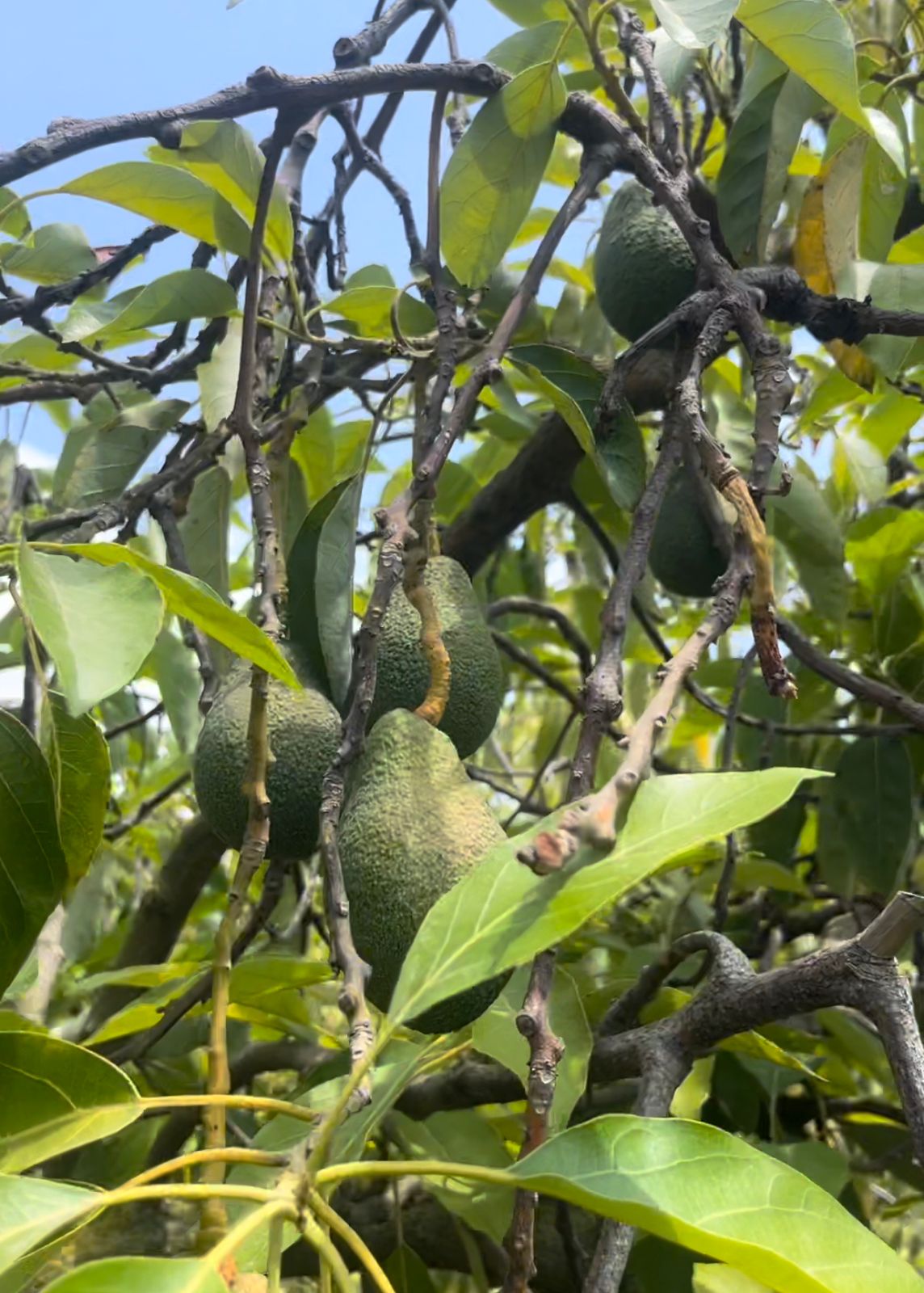 Hass Avocado