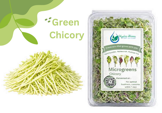 Green Chicory