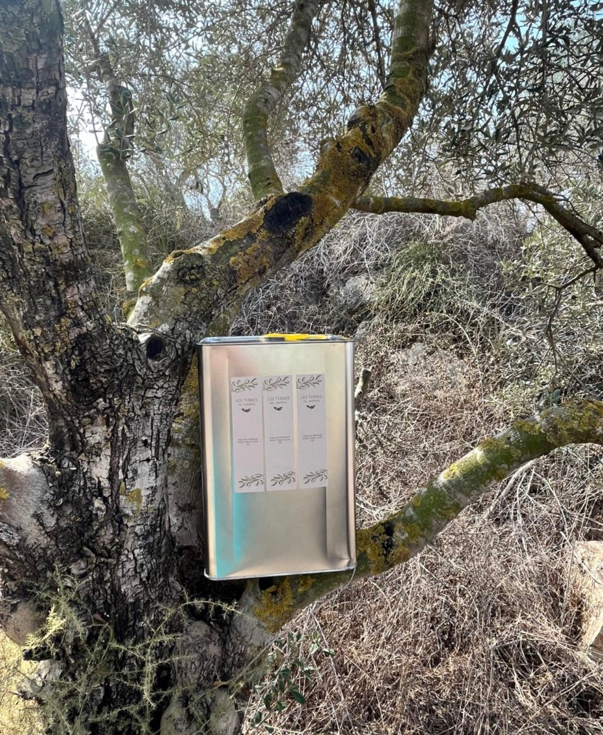 Organic Extra Virgin Olive Oil 16 L in olive grove
