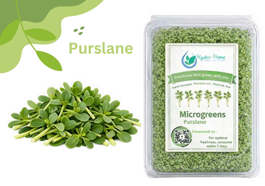 Purslane