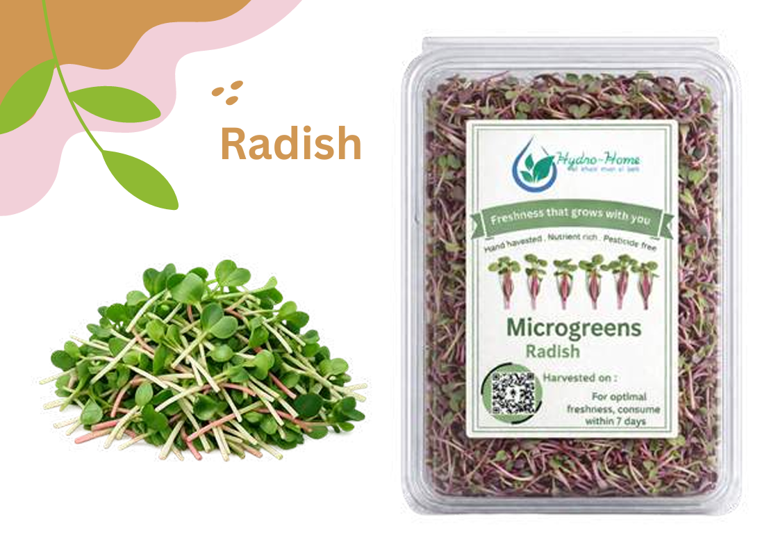 Radish