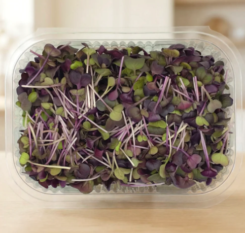 Rambo Radish Microgreens